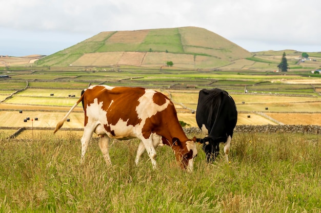 Photo ferme laitière sur l'île de terceira