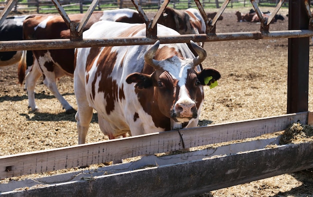 Ferme laitière de vaches à l'extérieur. Vache brun-blanc près de la mangeoire libre. Concept d'élevage.