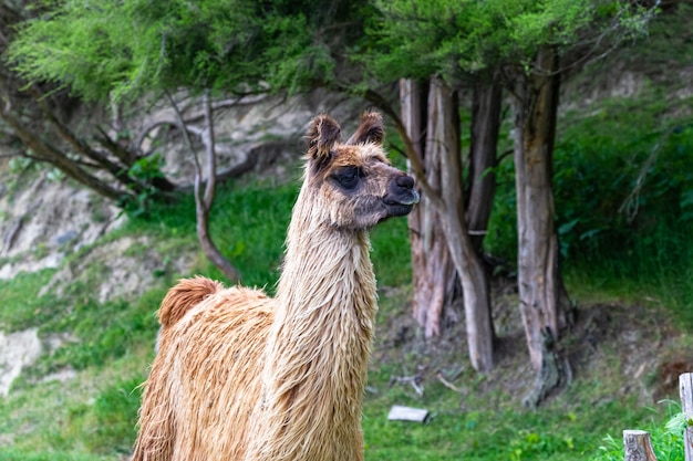 Photo ferme de lamas. île du nord, nouvelle-zélande