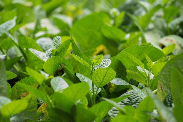 ferme de légumes bio