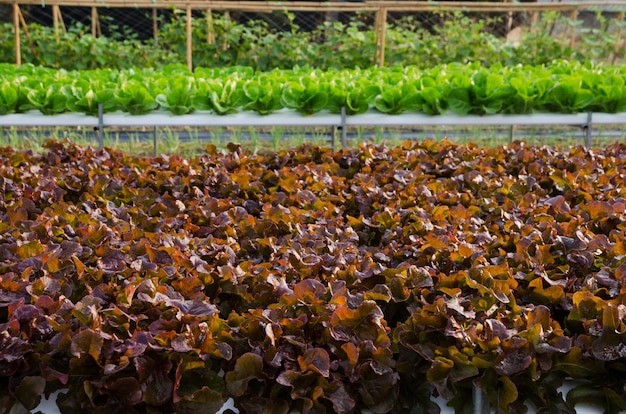 Ferme de légumes hydroponique biologique