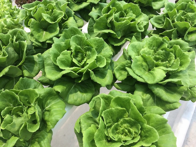 Ferme de légumes hydroponique, concept de l&#39;Agriculture et de l&#39;alimentation. (Salade de tête de beurre salade).