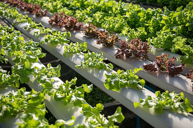 Ferme de légumes hydroponique