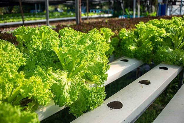 Ferme de légumes hydroponique