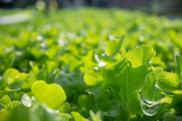 Ferme de légumes hydroponique