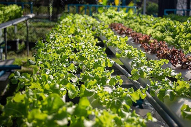 Ferme de légumes hydroponique