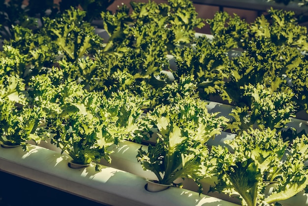 Ferme de légumes hydroponiques biologiques poussant en serre