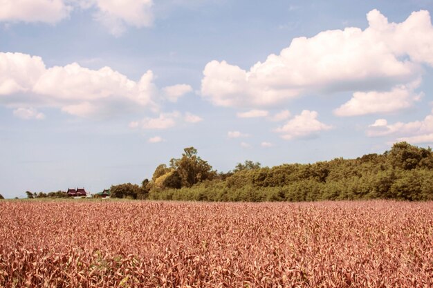 ferme de maïs dans la campagne.