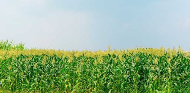 La ferme de maïs à planter et le ciel est lumineux.