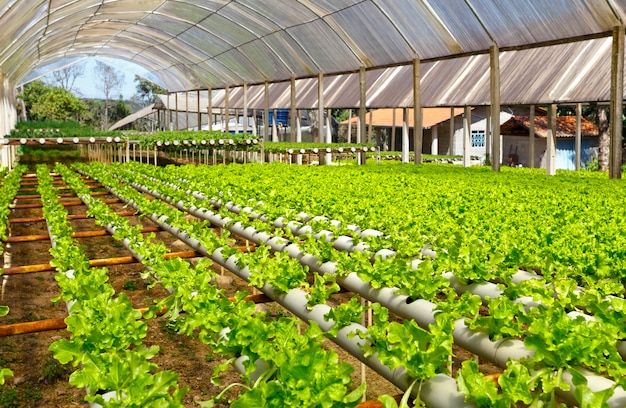 Ferme maraîchère hydroponique