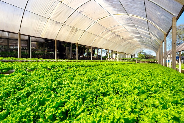 Ferme maraîchère hydroponique