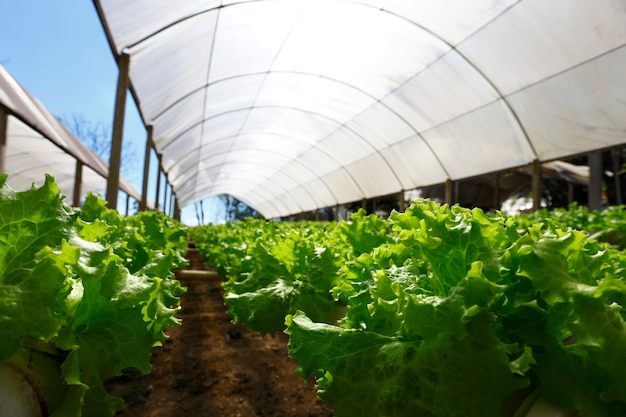 Ferme maraîchère hydroponique