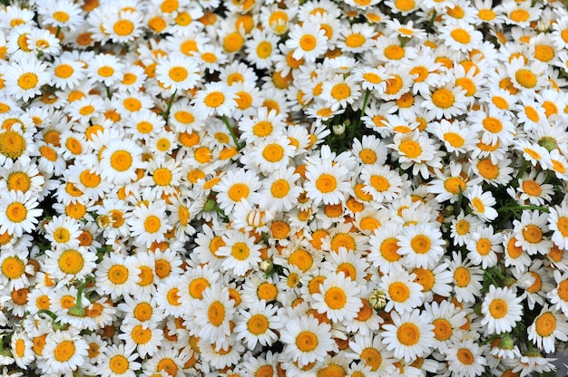 Ferme de marguerites