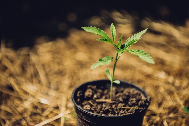 Ferme de marijuana en pot de cannabis