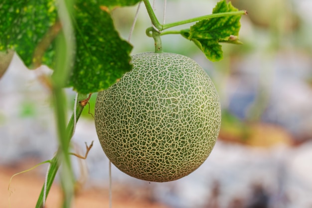 Ferme de melon cantaloup japonais