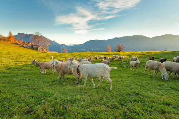 Ferme avec moutons et chèvres