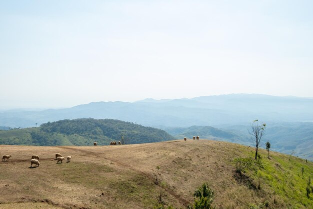 Ferme de moutons sur la colline Doi Chang Chiang Rai Thaïlande