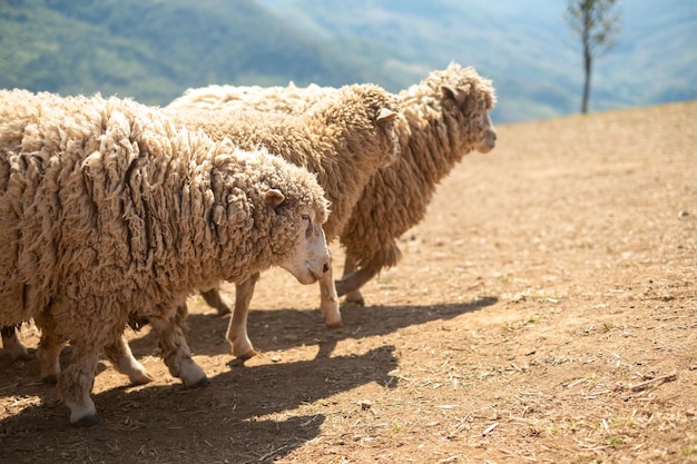 Ferme de moutons sur la colline Doi Chang Chiang Rai Thaïlande