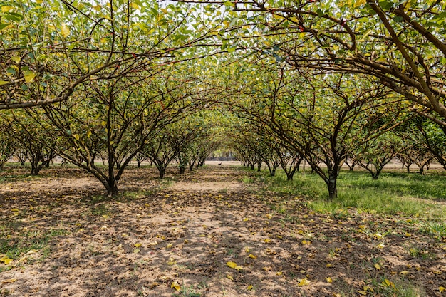 Ferme de mûriers verts au soleil