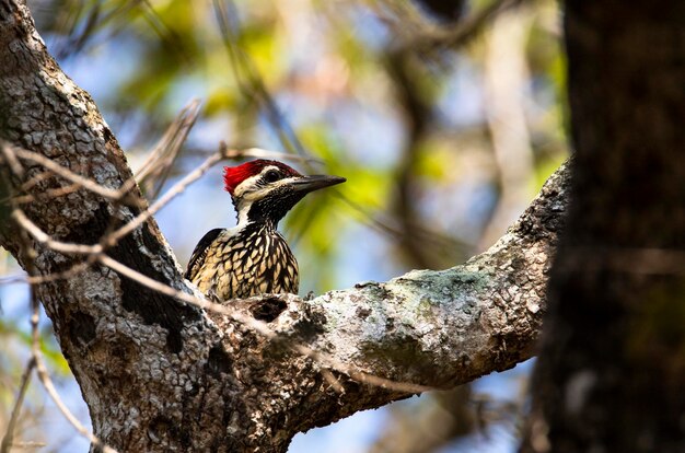 Photo fermé noir rumped flameback vue d'angle surélevée