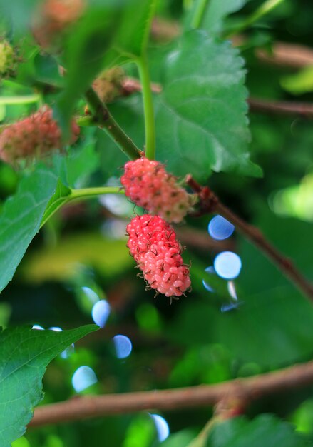 Fermé de nombreux fruits de mûrier en train de mûrir sur des branches d&#39;arbres au soleil de l&#39;après-midi