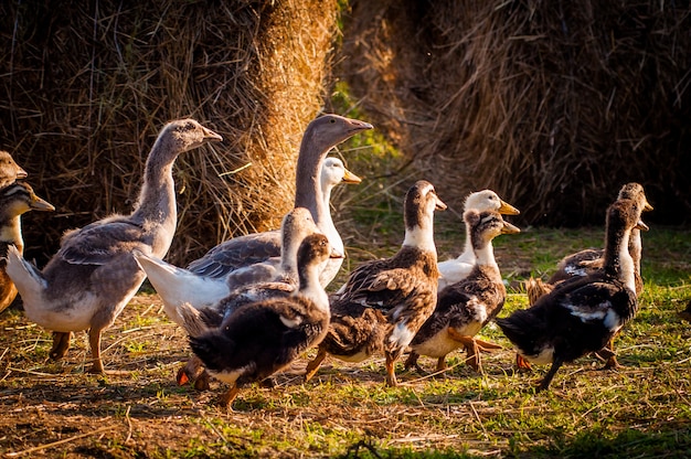 A la ferme, oies et canards courent dans la prairie, les rayons du soleil tombent sur eux