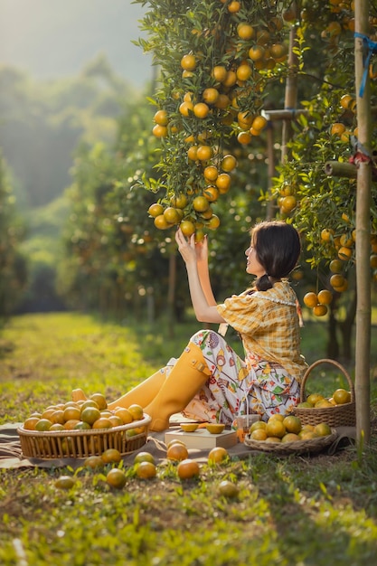 Photo ferme orange asiatique dans le nord de la thaïlande.