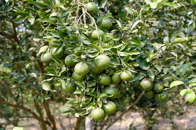 ferme orange, jardin d&#39;orange