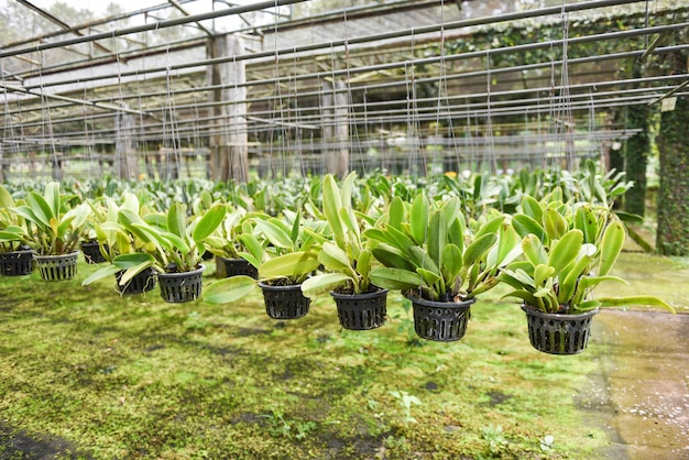 Ferme d'orchidées avec pots de fleurs d'orchidées