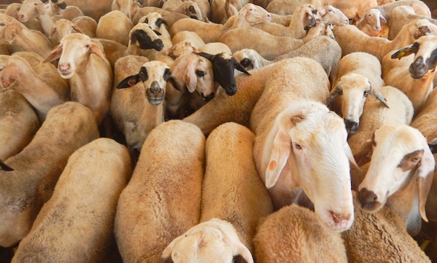 Ferme ovine pour la production de lait