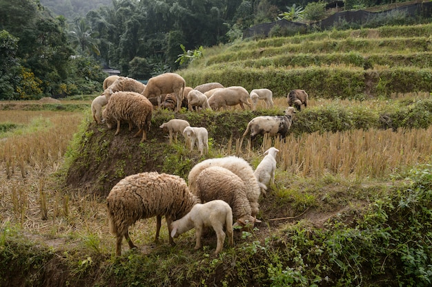 Ferme ovine de la vallée sacrée, Mae Hong Son, Thaïlande