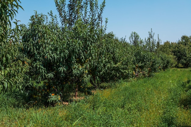 Ferme de pêches Fruits biologiques Pêches fraîches