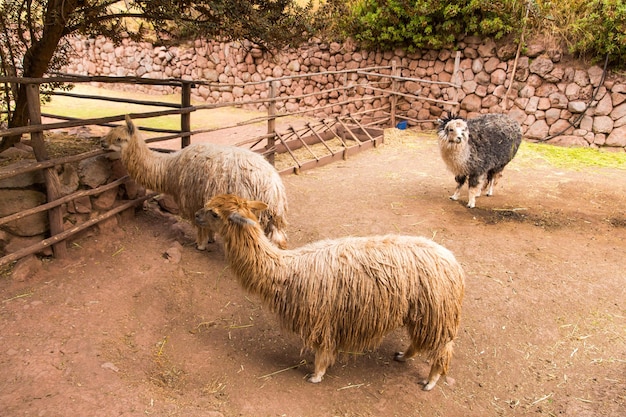 Ferme péruvienne d'alpaga de lamaalpacaVicuna au PérouAmérique du SudAnimal andinAlpaca est un camélidé d'Amérique du Sud