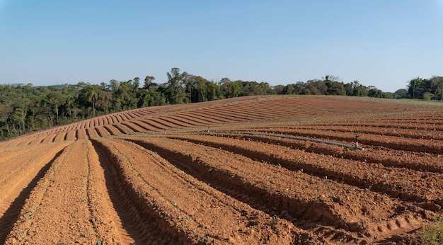 Ferme avec de petites plantes à peine nées