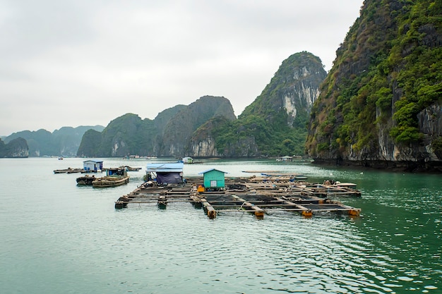 Ferme piscicole flottante dans la baie d'Ha Long au Vietnam. production de poissons et de crustacés en mer.