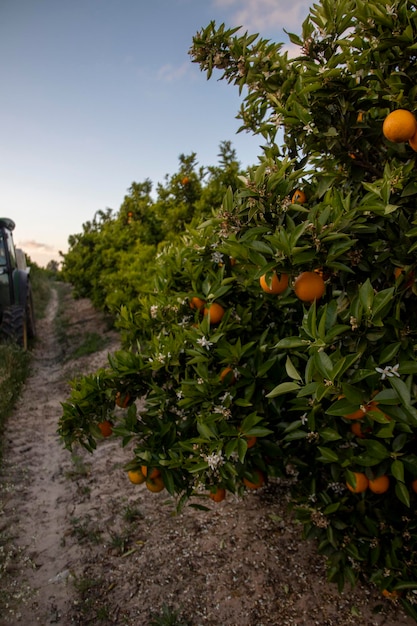 Ferme de plantation d'agrumes et d'oranges située dans la province de Huelva, Espagne