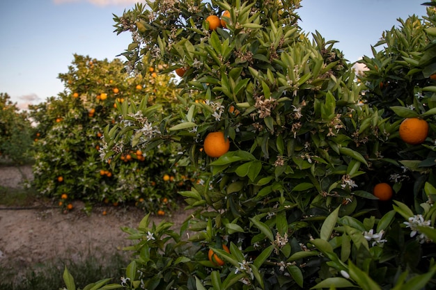 Ferme de plantation d'agrumes et d'oranges située dans la province de Huelva, Espagne