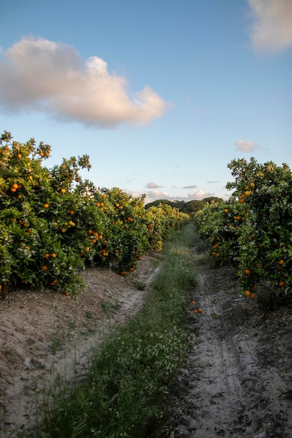 Ferme de plantation d'agrumes et d'oranges située dans la province de Huelva, Espagne