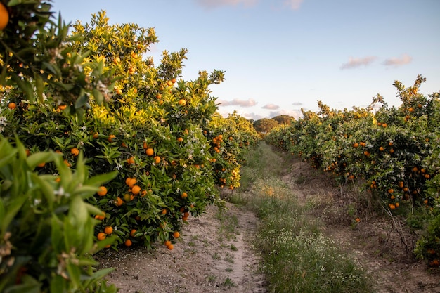 Ferme de plantation d'agrumes et d'oranges située dans la province de Huelva, Espagne