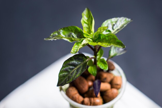 Ferme de plantes de système hydroponique