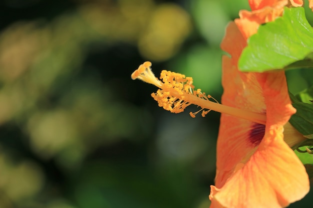 Fermé, pollen, de, orange, couleur, hibiscus, dans, les, lumière soleil, île pâques, chili