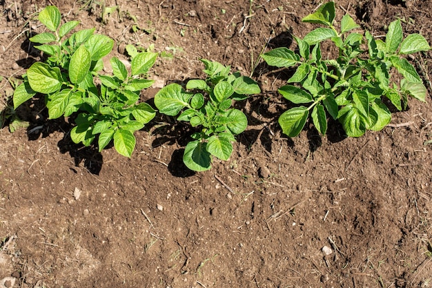 ferme de pommes de terre avec sol nu et espace de copie