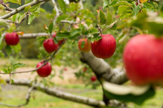 Ferme de pommiers rouges