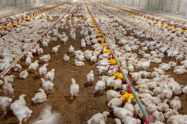 Une ferme de poulet avec un poulailler sur le côté