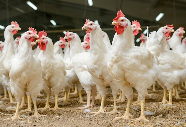 Ferme de poulets blancs