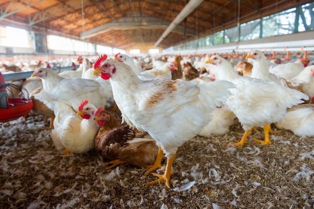 Ferme de poulets blancs