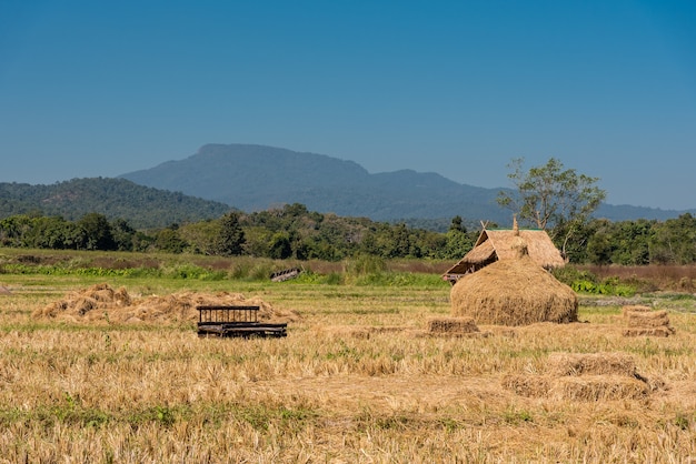 Ferme de riz dans la campagne avec vue sur la montagne.