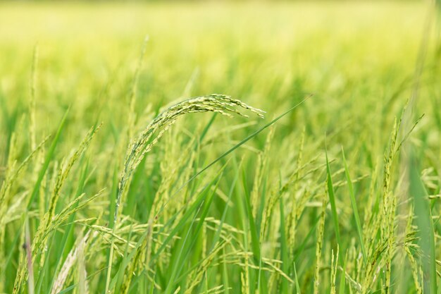 Une Ferme De Riz Doré Asiatique Bio Pendant Le Coucher Du Soleil Dans La Campagne Thaïlandaise.