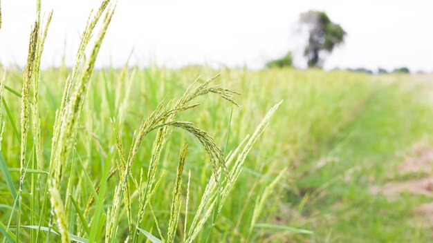 Ferme de riz Rizière Pantalon de riz Rizière Nakhon Ratchasima Thaïlande