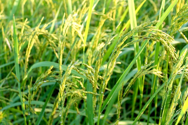 ferme de riz vert